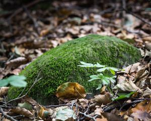 Wald Natur Details - ein moosiger Stein