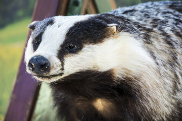Artificial stuffed Badger © Heroc
