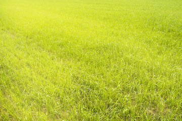 Obraz na płótnie Canvas Fresh grass in the sunlight. Green natural background