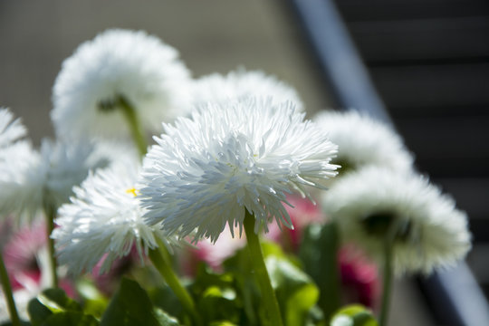 Fototapeta White flowers