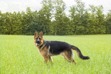 German shepherd resting and walking outdoors in a field.