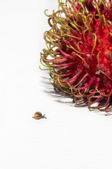 A small cute snail crawling towards a red rambutan isolated white background