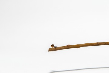 Little snail on small a branch isolated white background
