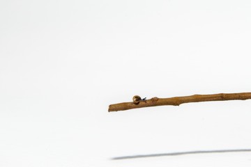 Little snail on small a branch isolated white background