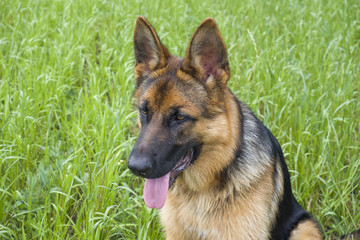 German shepherd resting and walking outdoors in a field.