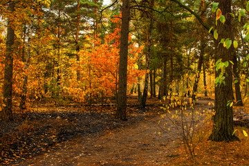 walk in the autumn forest. autumn. autumn colors.