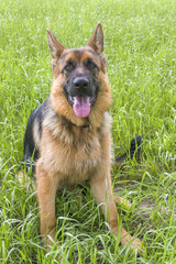 German shepherd resting and walking outdoors in a field.