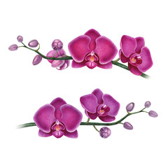 Watercolor illustration of orchids. Perfect for greeting cards