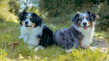 Mili and Nala the Miniature Australian Shepherds, in the forest