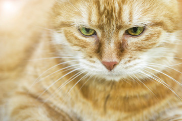 Portrait of beautiful red cat Close up