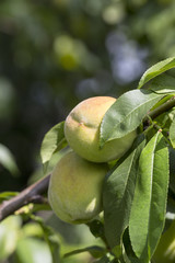 Ripened fruit of peach on the tree
