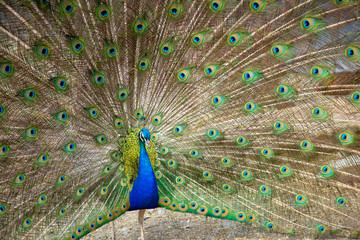 Fototapeta premium Pfau männlich