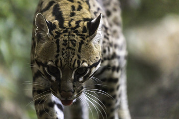 Ocelot