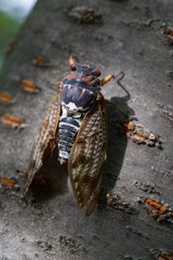 Cicada in Kyoto, Japan.