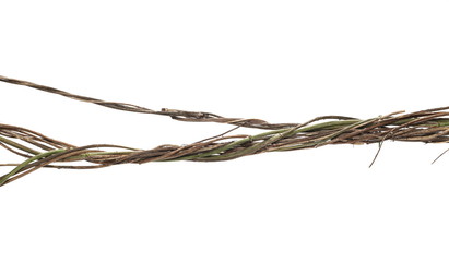 Wild dry liana, jungle vine isolated on white background, clipping path