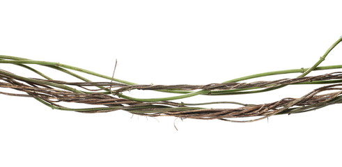 Wild dry liana, jungle vine isolated on white background, clipping path