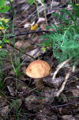 a small mushroom with a brown hat hides in the forest among the grass