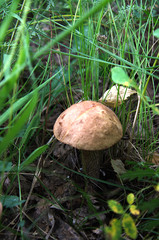 a small mushroom with a brown hat hides in the forest among the grass