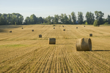 Fototapeta premium Beautiful Summer Farm Scenery with Haystacks. Agriculture Concept.