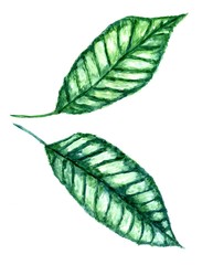 Tropical Leaves Art