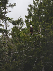 Fototapeta premium Bald eagle sitting on a branch 