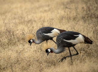 Pair of Grey crowned crane, (Balearica regulorum) head down as it feeds in dry savannah, Tarangire National Park, Tanzania, Africa