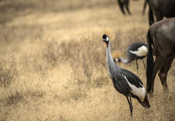 Fototapeta premium Grey crowned crane, (Balearica regulorum)), standing upright and alert and facing camera, in dry savannah, Tarangire National Park, Tanzania, Africa