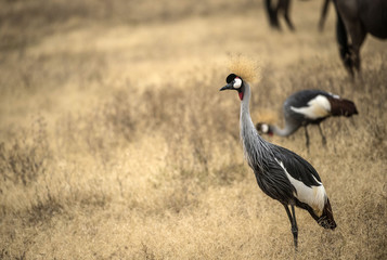 Fototapeta premium Grey crowned crane, (Balearica regulorum), standing upright and alert in dry savannah, Tarangire National Park, Tanzania, Africa
