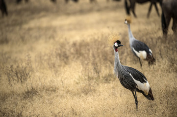 Black crowned crane, ( Balearica pavonina ), standing upright and alert, looking left,  in dry savannah, Tarangire National Park, Tanzania, Africa