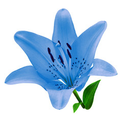 flower blue lily isolated on white background. Close-up. Flower bud on a green stem with leaves.