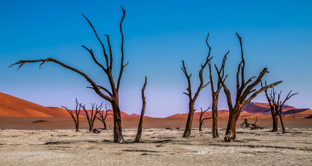 Dead trees of Sossusvlei