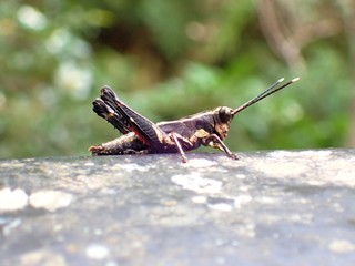 バッタのアップ