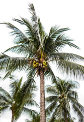 Fototapeta na wymiar coconut trees.