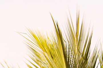 Coconut leaves or fronds, evening light, windy
