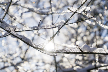 schneebedeckte, vereiste Äste