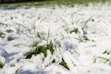 schneebedecktes Gras im Frühling