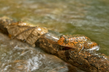 Frog, captured over a forest stream, in long exposure