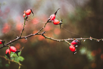 Branch of dog-rose with red berries on a dark background in the fall_