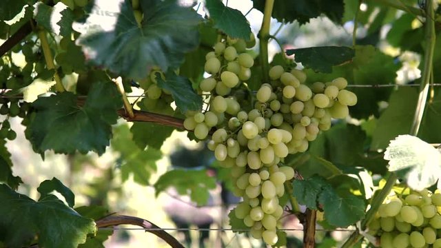 Hanging bunches of green wine grapes in vineyard.