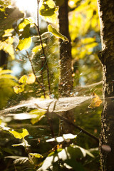 Colors of autumn, wood with spider web. Nature background. Spider web on a tree branches, yellow leaves and tree trunks in the background, soft selctive focus