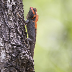 Roux's Forest Lizard, high up on a tree