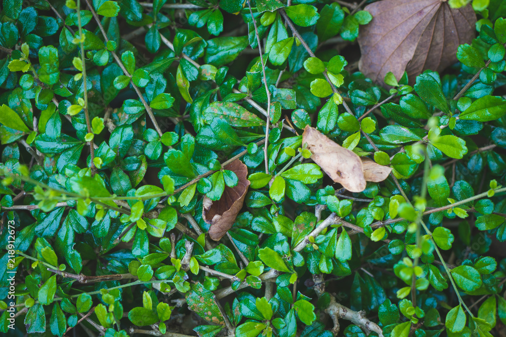 Wall mural beautiful of tropical green leaves background or texture