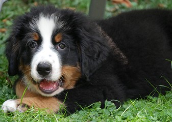 Berner Sennenhund