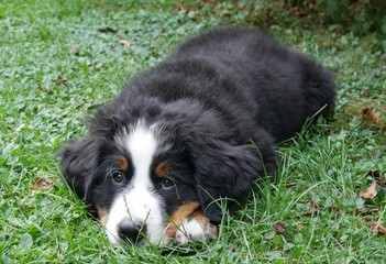 Berner Sennenhund