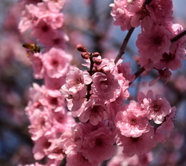 Bee on a pink cherry blossoms. Cherry flowers blossoming in the springtime. Pink cherry blossom in full bloom. Sakura Japanese cherry blossoms in the botanic garden.