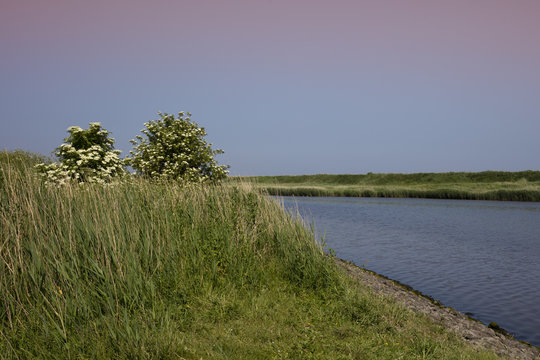 Wacholderbusch, (Juniperus), Leyh&ouml;rner Sieltief, Greetsiel, Leybucht, Krummh&ouml;rn,Ostfriesland, Niedersachsen, Deutschland, Europa