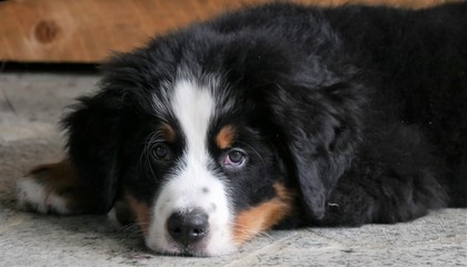 Berner Sennenhund