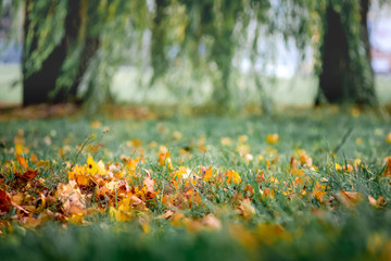 Yellow leaves in the grass on a blurry background. Leaves and grass on the background the trees in the autumn park_