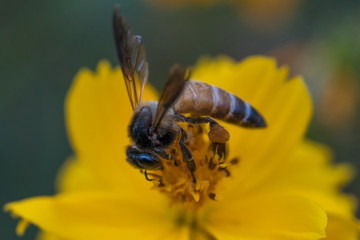 Honey bee pollinating a yellow cosmos flower
