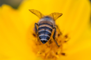 Beehind, the back of a honey bee pollinating a yellow cosmos flower